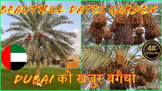 Al Ain’s Beautiful Dates Garden  मनै लोभ्याउने खजुर बगैचा  Al Ain Abu Dhabi Dates Garden Visit [upl. by Kathrine]