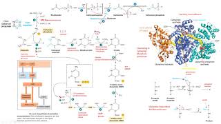 síntesis novo pirimidinas carbamoil fosfato bioquímica biochemistry [upl. by Noam739]