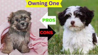 Havanese The Pros amp Cons of Owning One [upl. by Ahsieyn454]