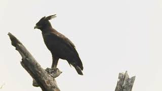 Lophaetus occipitalis águila crestilarga  longcrested eagle [upl. by Goldwin]