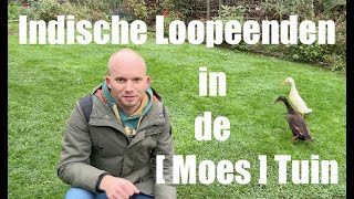 Indische Loopeenden in de Moestuin Alles Over Verzorging en Voordelen De Moesketier [upl. by Verla]