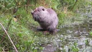 Coypu Bishopstown Cork Ireland 1516 July 2015 [upl. by Aloz]