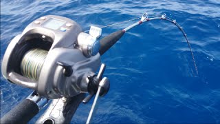 Deep drop bottom fishing with Electric reel [upl. by Leahcimed]