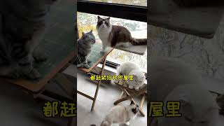 当南方猫咪遇上北方地暖，我是选择猫咪还是关了地暖？傻猫的日常 猫咪 [upl. by Abba54]