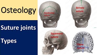 Anatomy of Suture joint l Types l Skull sutureremoval skullanatomy articulation [upl. by Robby830]