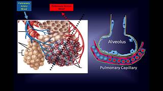 Intravenous Vitamin C Pathway to a New Therapy to Save Lives [upl. by Ilrebmik964]