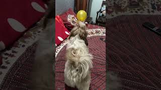 Oreo ko aaya balloon p gussa😂😂 shitzhupuppies youtubeviralvideo doglover shitzulover [upl. by Kenneth]