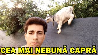 NEAM LUAT O CĂPRIȚĂ NEBUNĂ CARE FACE PARKOUR [upl. by Clement919]