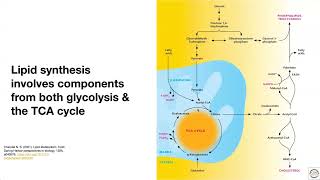 Lipid and amino acid metabolism  an overview [upl. by Ackerley]