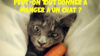 Peuton tout donner à manger à un chat [upl. by Hayalat]