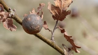 Wild Plant Ink Making medieval ink from oak galls [upl. by Ative766]