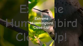 FALL HUMMINGBIRD MIGRATION zoom closeup texas fall [upl. by Wye]