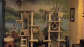 Timelapse of cats on big cat tree [upl. by Ennoved]