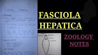 FASCIOLA HEPATICA IN HINDI liverflukenotes zoology bsczoology vbu bbmku skmu zoologynotes [upl. by Favien]