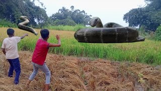 anaconda snake attack on khet mein to boy in forest anaconda attack in jungle [upl. by Friedland]