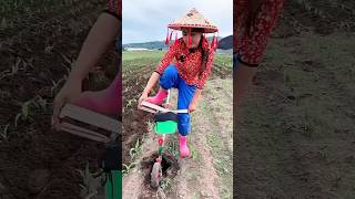 Amazing corn farming in china shorts short [upl. by Mattheus]