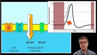 The Action Potential [upl. by Edgerton]