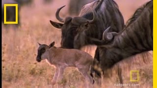 Wildebeest Migration  National Geographic [upl. by Tryck]