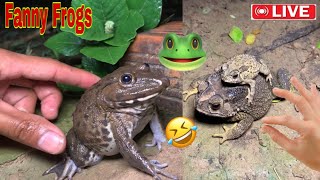 Wep wep catching froggy funny  Try dont laugh catch frogs🐸 [upl. by Herbst440]