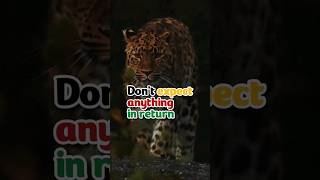 Do not expect anything in return from anyone shorts trending viral youtubeshorts foryou lion [upl. by Earized]