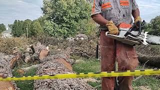 STIHL MS 462 WITH 25quot BAR CUTTING UP PECAN TREE [upl. by Donegan]