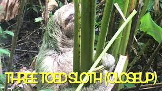 Three Toed Sloths Race to Mate [upl. by Oicelem]