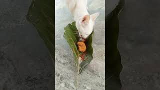 My cat like cooked fish very much [upl. by Annabella]