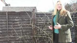 Gardening Tips How To Prune Roses [upl. by Bevash]