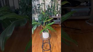 The philodendron painted lady plantroom houseplants philodendron [upl. by Cowles338]