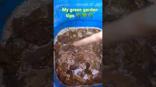 Cow Dung Liquid Fertilizer  How To Make Cow Dung Liquid Fertilizer  Best Fertilizer For All Plants [upl. by Sillad496]