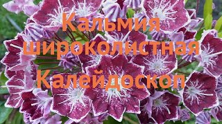 Кальмия широколистная Калейдоскоп kaleidoscope 🌿 обзор как сажать саженцы кальмии Калейдоскоп [upl. by Aremmat]