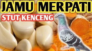 BONGKAR MEMBUAT JAMU MERPATI AGAR STUT KENCANG GIRING KERAS TANPA OBAT [upl. by Asylem]