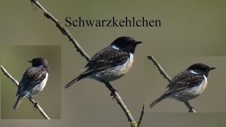 Schwarzkehlchen Saxicola rubicola [upl. by Melany]