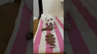 Dog mochi’s yummy chew toys happy puppy toys music maltipoo dog food play yummy [upl. by Aiykan]