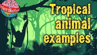 Tropical Rainforest Animals [upl. by Atews]