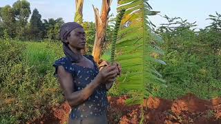 How to plaster a mud house using cow dungAfrican village life [upl. by Bentley]