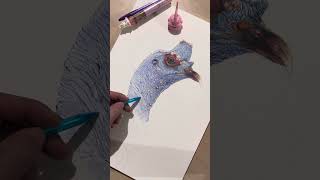 How To Draw Ocellated Turkey  flamehanger animalart drawing [upl. by Bowen]