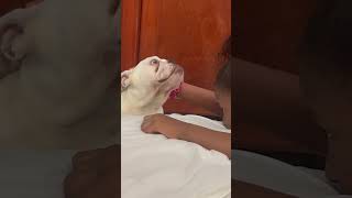 Pedro feo pero sabroso bulldog buchon dogbreed pets funny shorts englishbulldog [upl. by Kablesh620]