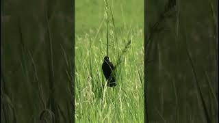 The song of a Bobolink nature birds [upl. by Creighton681]