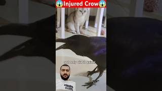 Crow can talk in cats voice crow babycrow crowlovers birds animallover wildlife crowrescue [upl. by Wildee]