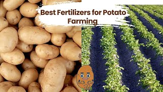 Best Fertilizers for Potato Farming l আলু খেতিপথাৰত Aegis Potasil আৰু KUP ৰ প্ৰভাব  आलू की खेती के [upl. by Ainatit677]