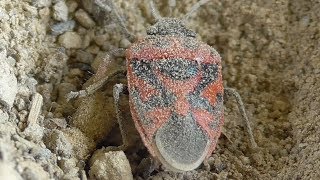 Antlion captures heteroptera Ameisenlöwe erbeutet Wanze [upl. by Eerehc]