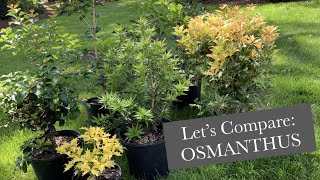 Osmanthus [upl. by Aicilaf]