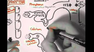 Bone Homeostasis Calcium and Phosphorus Part II [upl. by Elleuqram]