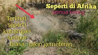 mencari ikan dan menyelamatkan ikan dari kekeringan di sawah [upl. by Donn]