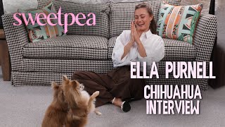 Ella Purnells CHAOTIC interview with Chihuahuas  Sweetpea [upl. by Jasmine499]