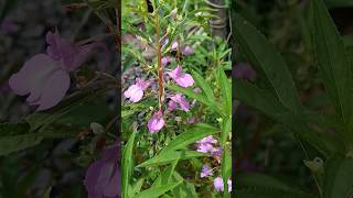 Impatiens balsamina Or garden balsam plant [upl. by Jopa]