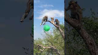 Monkey wants to get the balloon [upl. by Bradman]