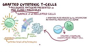 Graft versus host disease [upl. by Lajet432]