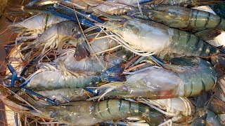 Big Fresh Crayfish In Fish Market  Dhaka Fish Market  Biggest Fish Market In Dhaka [upl. by Acinnad364]